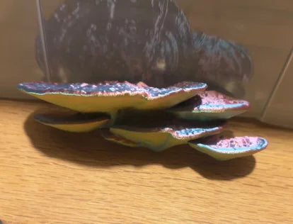 Pilz / 30002-241-GLD