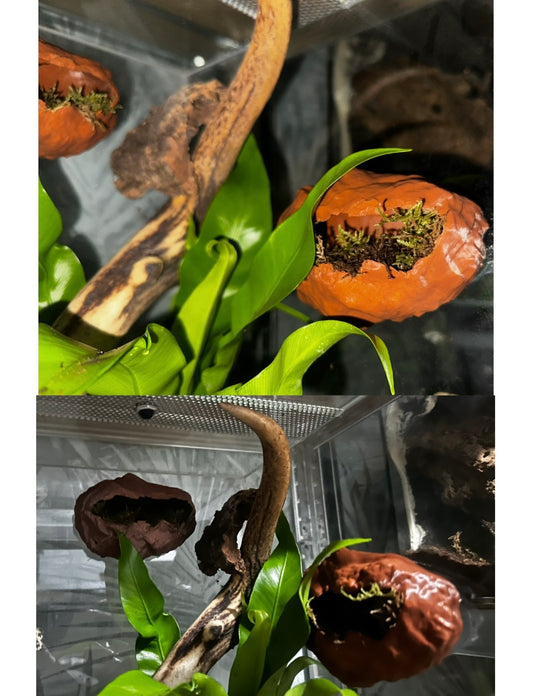 Eiablage / Versteck / 20001-241-FM