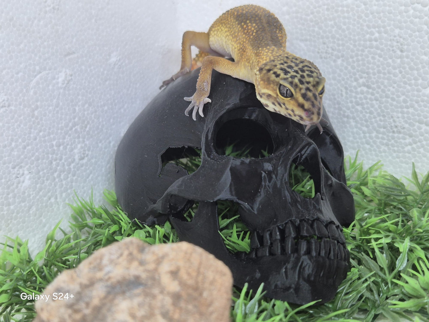 Skull Hide /20008-241-FM