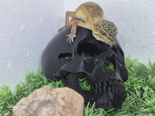 Skull Hide /20008-241-FM
